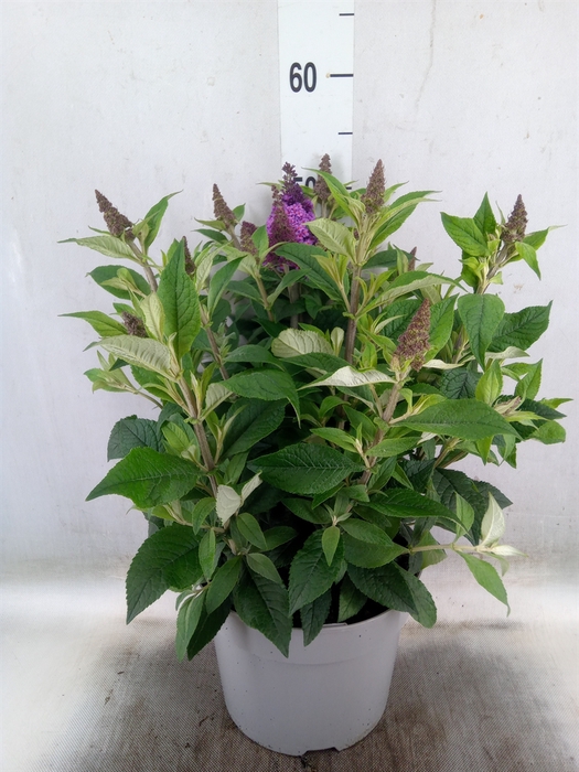 <h4>Buddleja   ...</h4>