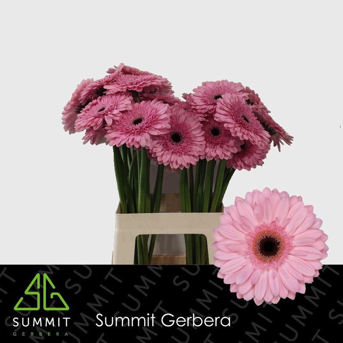 <h4>Gerbera Pre-Semmy Water x40 Lang</h4>