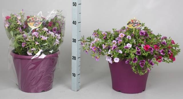 <h4>CALIB MINIF GEM POT</h4>