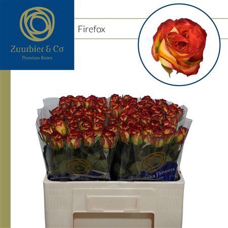 <h4>R Gr Firefox</h4>