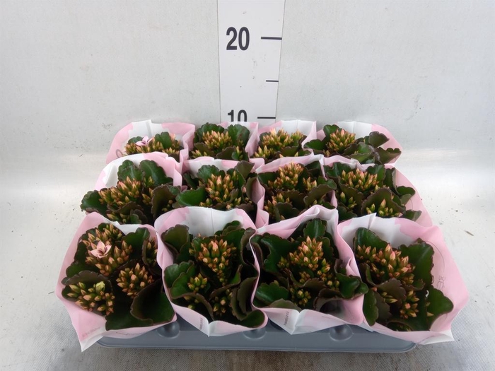<h4>Kalanchoe  'RoseFlow Katie'</h4>