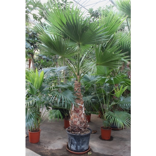 <h4>Washingtonia robusta</h4>