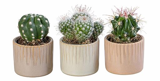 <h4>CACTUS MIX P6 L 66016</h4>