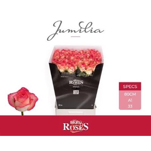 R Gr Jumilia
