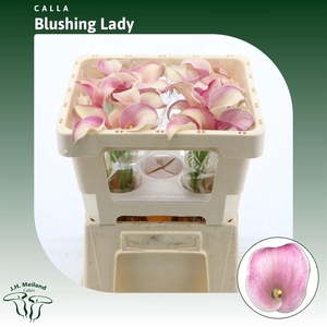 Calla Blushing Lady