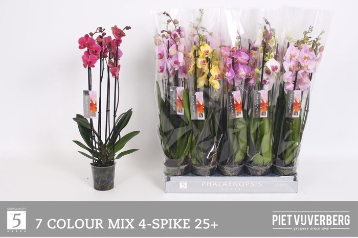 <h4>PHAL GEM 7 KL</h4>