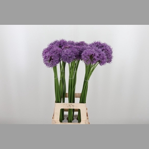 Allium Gladiator