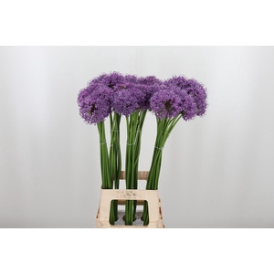 Allium Gladiator