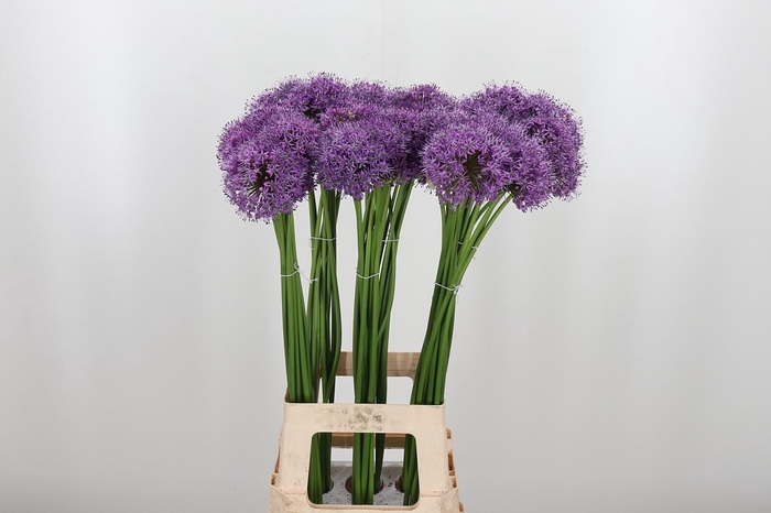 <h4>Allium Gladiator</h4>
