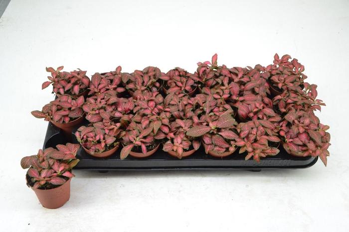 <h4>Fittonia Red Star</h4>