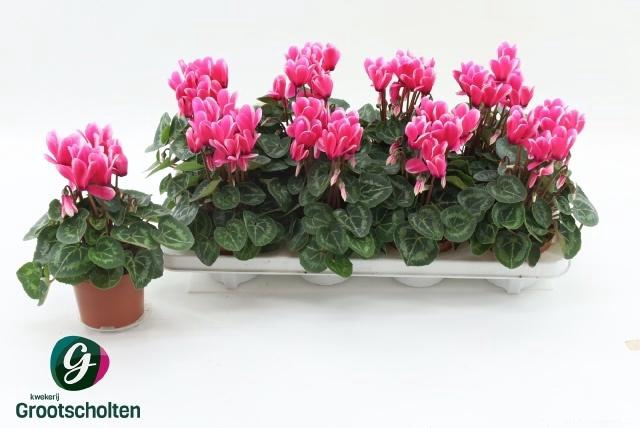 <h4>CYCL KL SUP FUJI</h4>