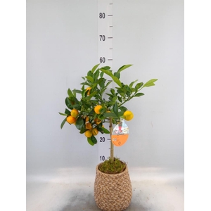 Arr.   Kamerplant Groen L%