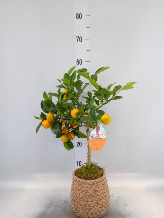 <h4>Arr.   Kamerplant Groen L%</h4>