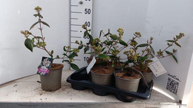 <h4>VIBU BURKWOODII</h4>