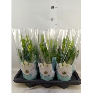 Ornithogalum thyrs.
