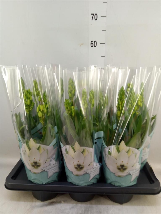 <h4>Ornithogalum thyrs.</h4>