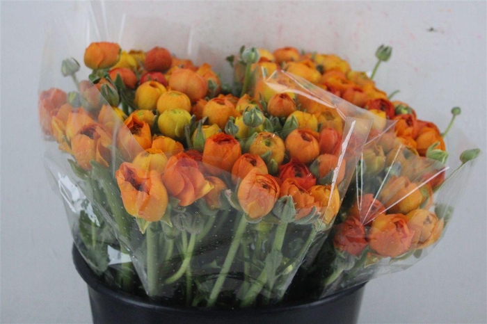 <h4>Ran Elegance Orange</h4>