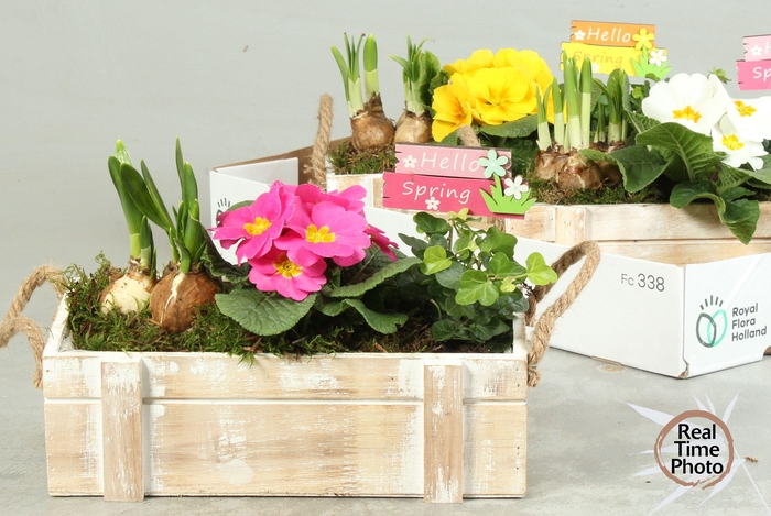 <h4>ARR TUINPLANTEN</h4>