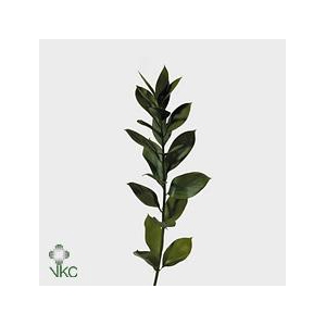 Leaf ruscus