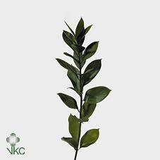 <h4>Leaf ruscus</h4>
