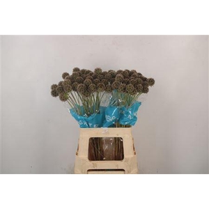 Scabiosa Stellata Seeds
