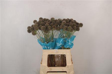 <h4>Scabiosa Stellata Seeds</h4>