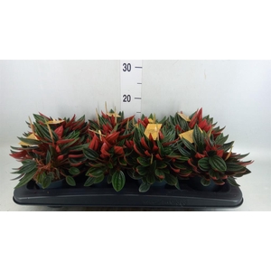 Peperomia caperata 'Rosso'