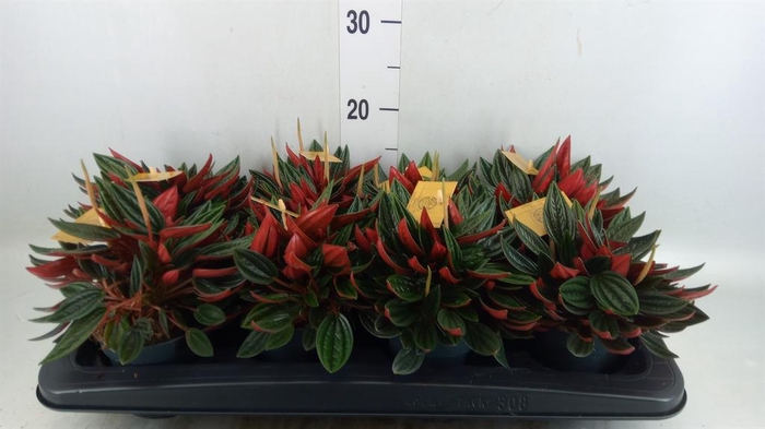 <h4>Peperomia caperata 'Rosso'</h4>