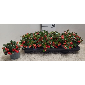 Gaultheria Pro Big Berry P10