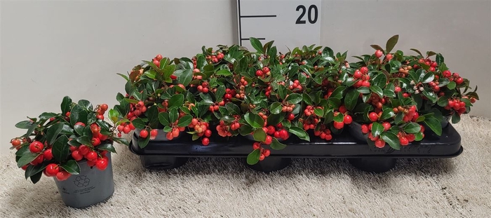 <h4>Gaultheria Pro Big Berry P10</h4>