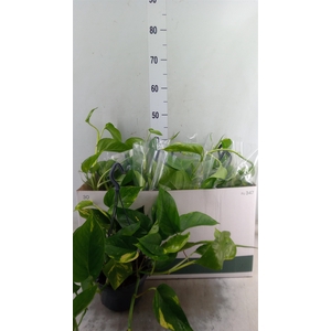Epipremnum pinn.   HG