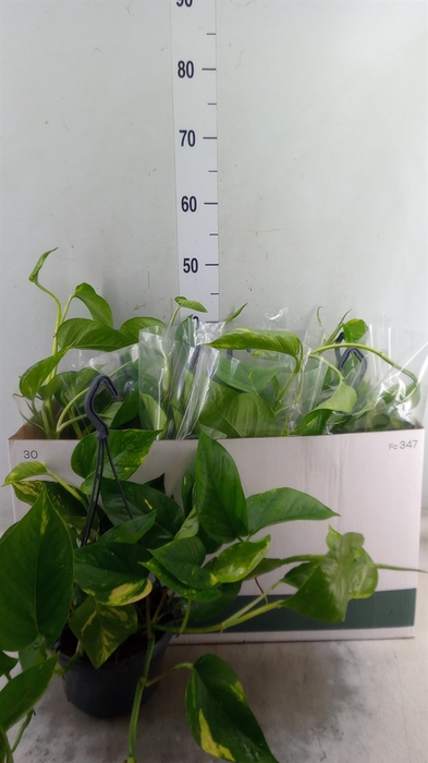 <h4>Epipremnum pinn.   HG</h4>