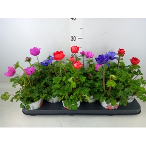 Anemone cor. 'Harmony'   ..mix