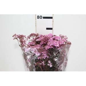 ACHILLEA MILLEFOLIUM ROSA TINTURADA 070 CM