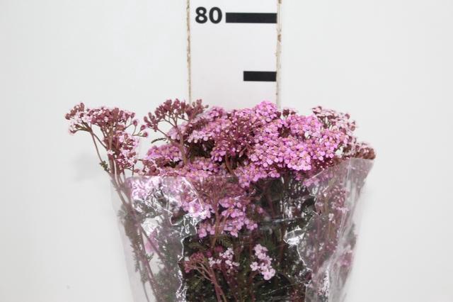 <h4>ACHILLEA MILLEFOLIUM ROSA TINTURADA 070 CM</h4>