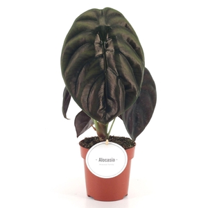 Alocasia Red Secret