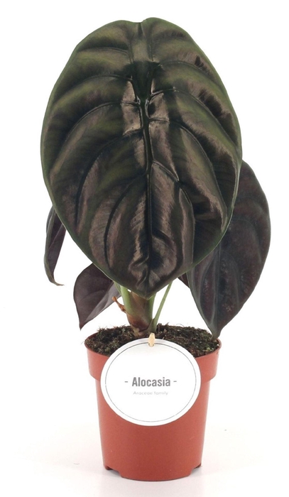 <h4>Alocasia Red Secret</h4>