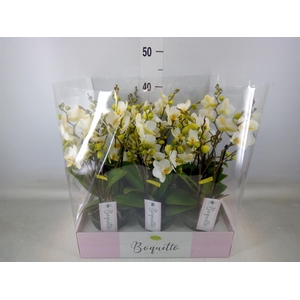 Phalaenopsis multi.   ...white