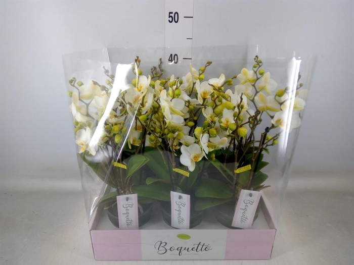 <h4>Phalaenopsis multi.   ...white</h4>