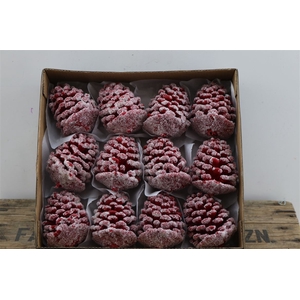 Deco Pinecone Wax Sugared L6w6h9d6