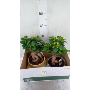 Ficus microcarpa 'Ginseng'