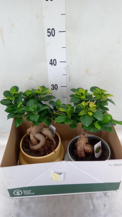 <h4>Ficus microcarpa 'Ginseng'</h4>