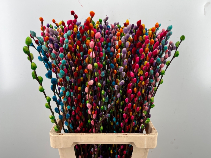 <h4>SALIX OV KLB H%</h4>