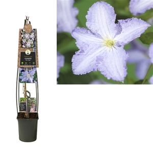 Clematis 'Blue Angel' +3.0 label