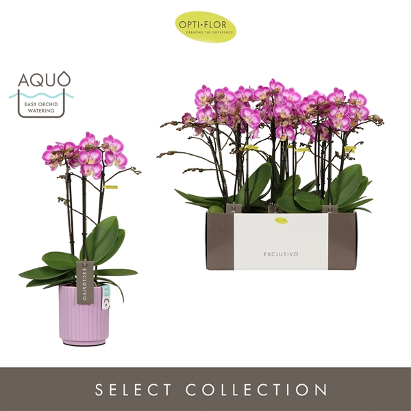 <h4>Exclusivo Cupido 3 spike in Molise Lilac Aquo</h4>