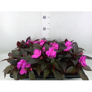 Impatiens NG 'ColPow Purple Blue'