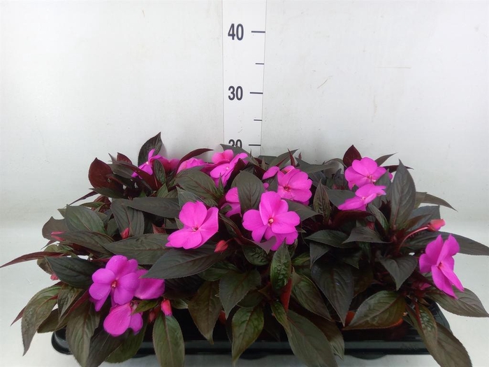 <h4>Impatiens NG 'ColPow Purple Blue'</h4>