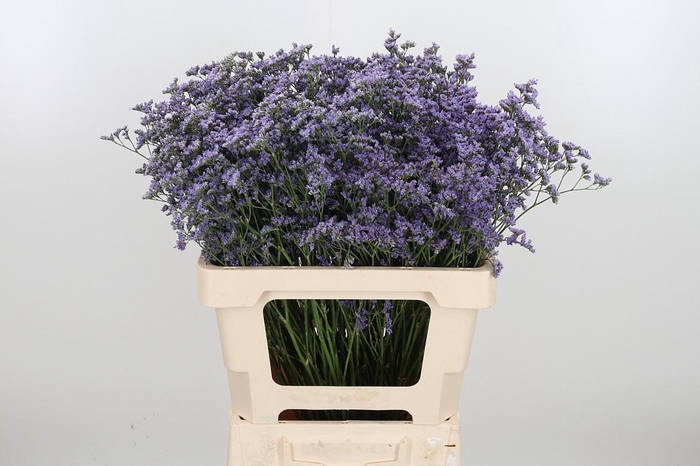 <h4>Lim Ov Maine Blue</h4>