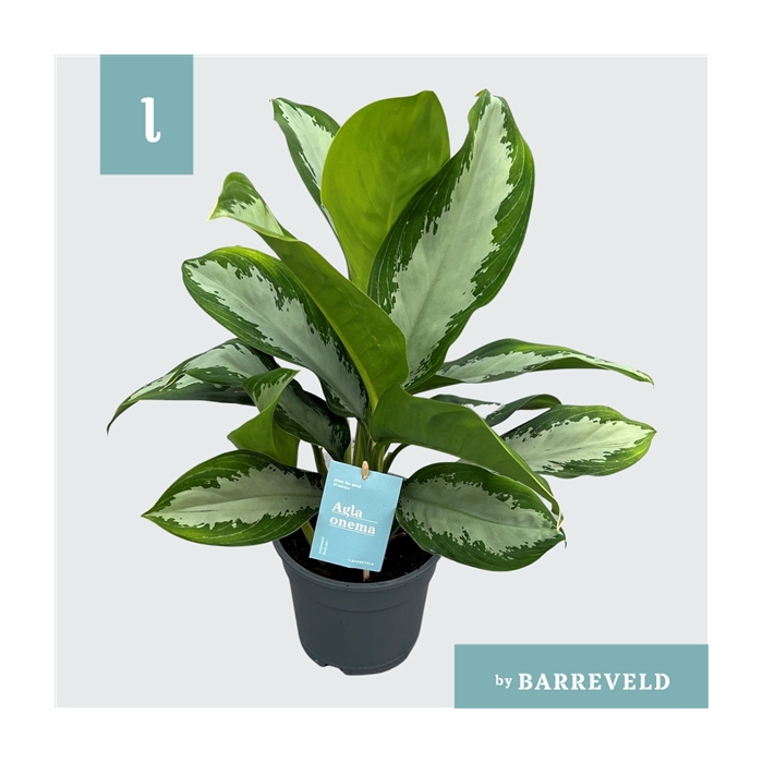 <h4>Green agla 'Diamond Bay' (Aglaonema)</h4>