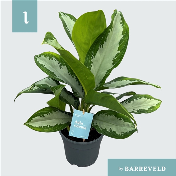 Green agla 'Diamond Bay' (Aglaonema)